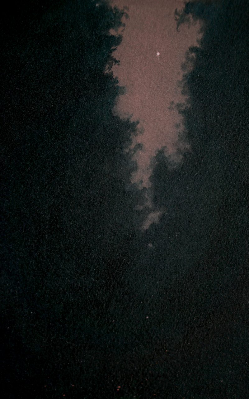A Forest of One's Own 19-2